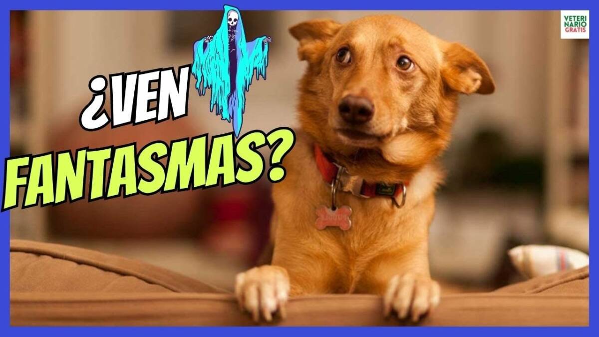 ¿DE VERDAD LOS PERROS VEN FANTASMAS?