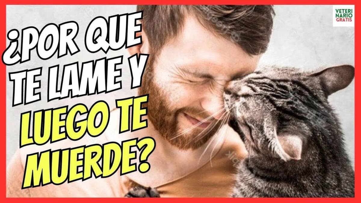 ¿PORQUE MI GATO ME LAME Y LUEGO ME MUERDE?