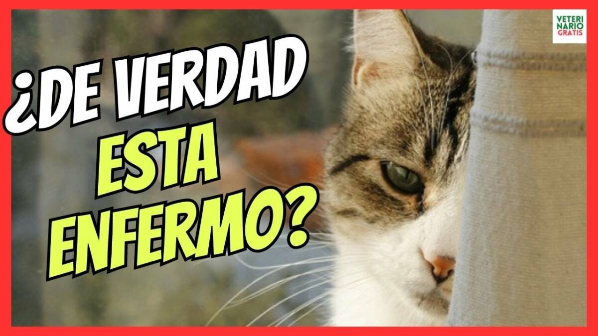 ¿COMO SABER SI MI GATO ESTA ENFERMO?