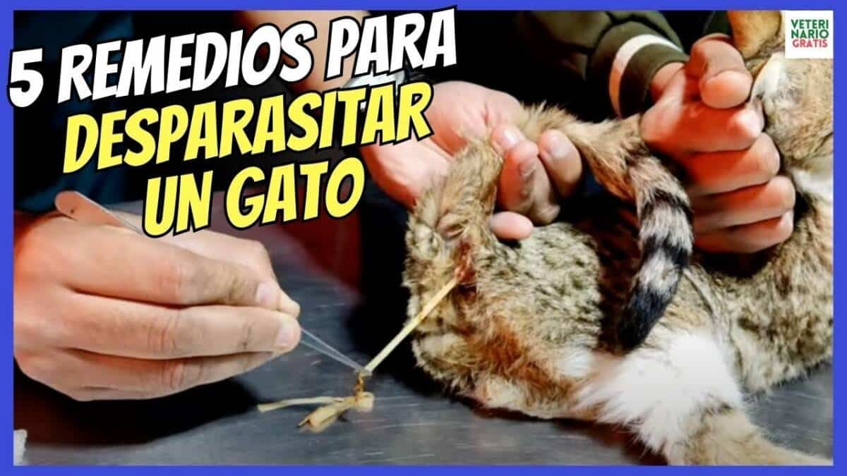 ¿CÓMO DESPARASITAR A UN GATO INTERNAMENTE CON REMEDIOS NATURALES Y CASEROS?