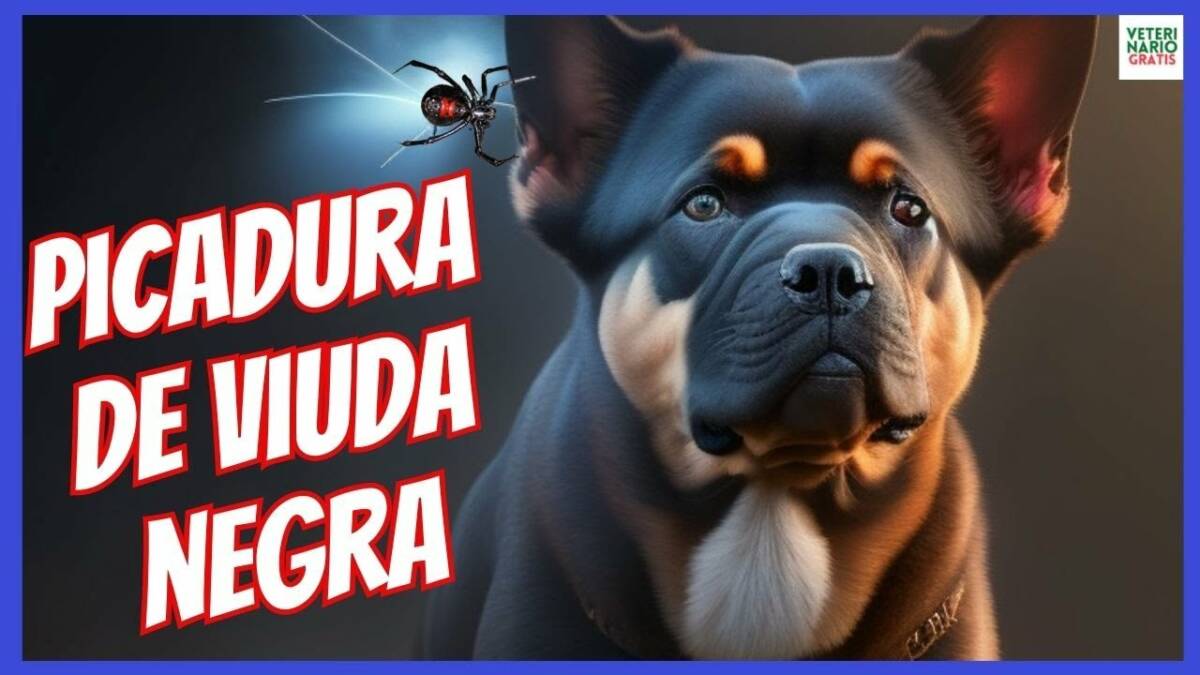 ¿QUE HACER ANTE UNA PICADURA DE ARAÑA EN PERROS? VIUDA NEGRA, RECLUSA PARDA