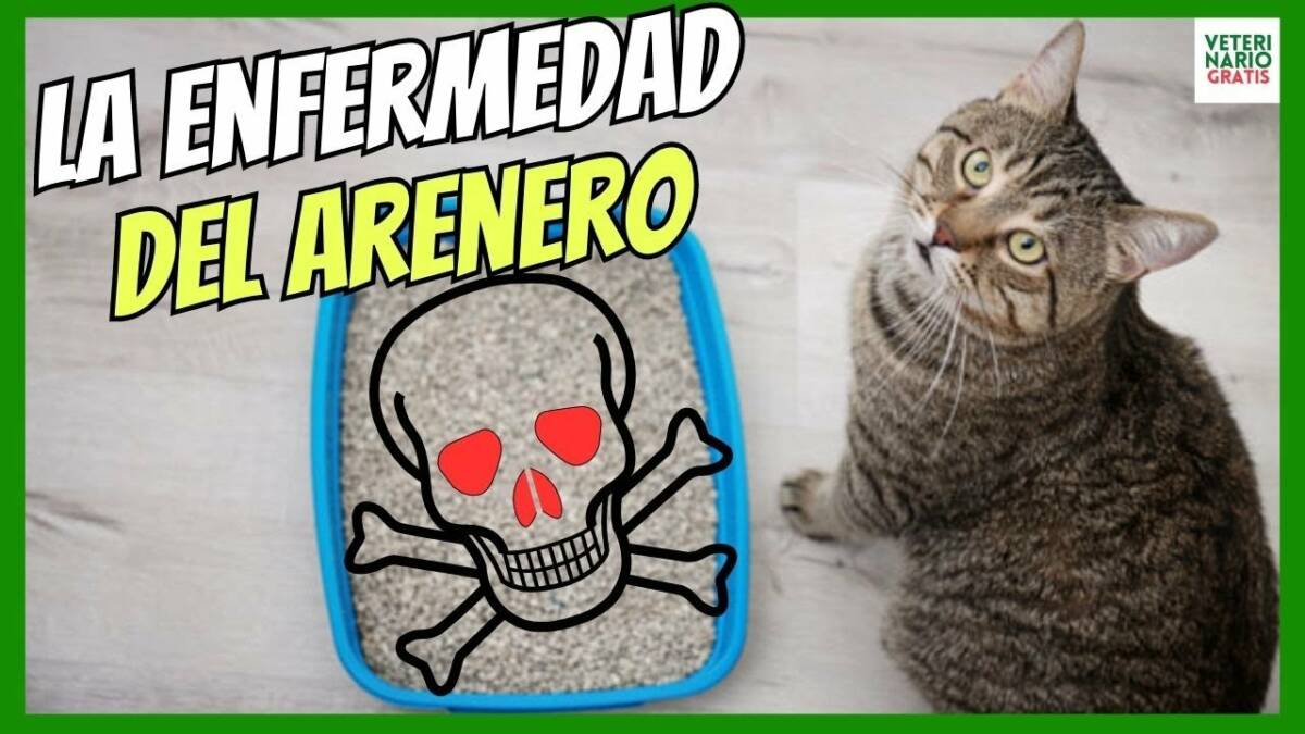 LA ENFERMEDAD DE LOS ARENEROS PARA GATOS IMPORTANCIA DE MANTENERLOS LIMPIOS