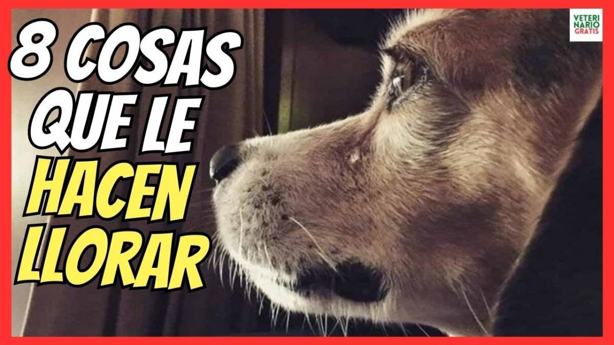 ¿PORQUE LLORA UN PERRO ADULTO? 8 COSAS QUE MÁS LE HACEN LLORAR A LOS PERROS