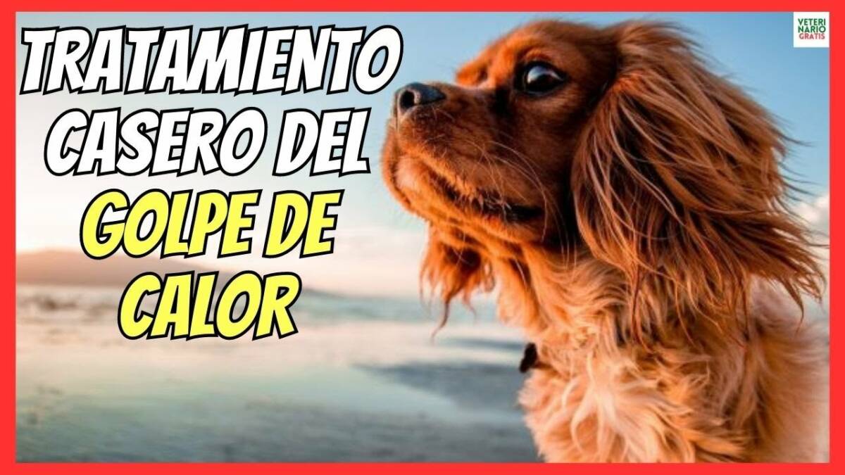 Cómo solucionar un golpe de calor en perros con