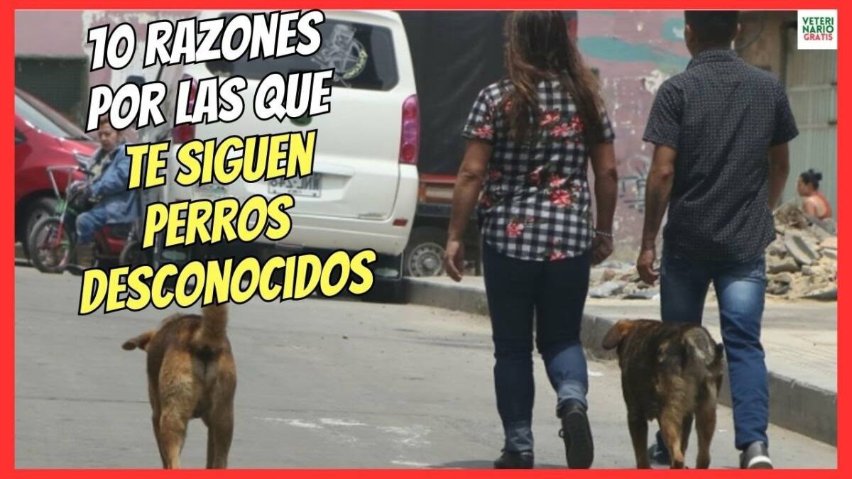 ¿PORQUE ME SIGUEN SIEMPRE A MI LOS PERROS DESCONOCIDOS? 10 RAZONES QUE TE SORPRENDERÁN