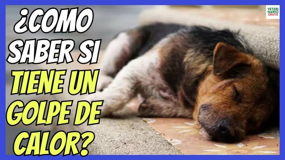 ¿COMO SABER SI MI PERRO TIENE UN GOLPE DE CALOR?