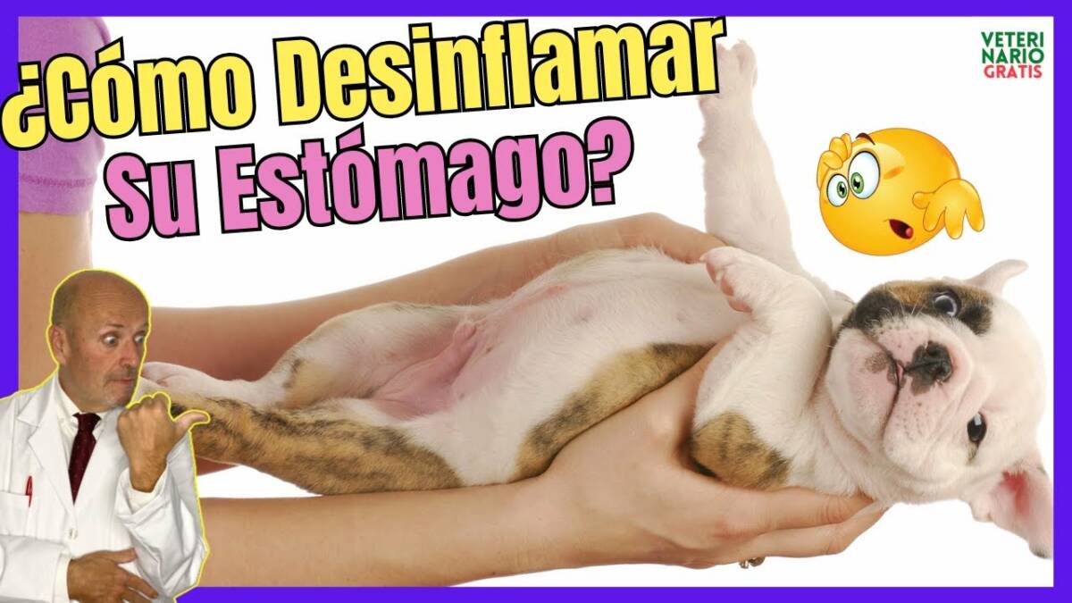 ¡DEBES SABER ESTO!¿COMO DESINFLAMAR y LIMPIAR EL ESTOMAGO DE UN PERRO?