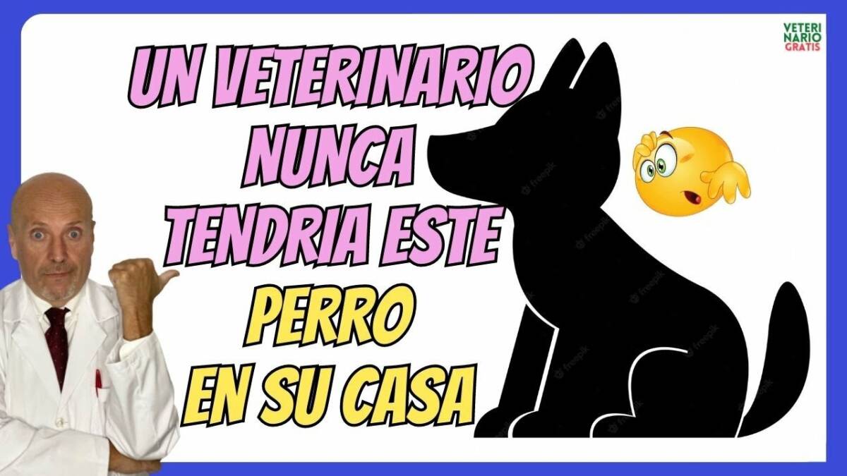 LAS DOS RAZAS DE PERROS QUE LOS VETERINARIOS NUNCA TENDRÍAN EN CASA