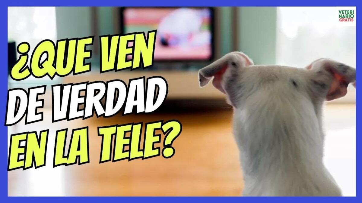 ¿SABÍAS QUE LOS PERROS PUEDEN VER LA TELE, PERO VEN ALGO MUY ESPECIAL?