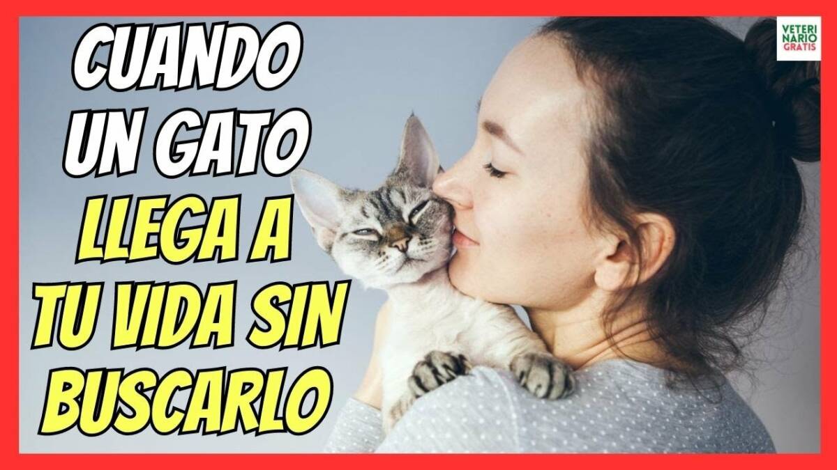 Que significa cuando un gato llega a tu vida sin