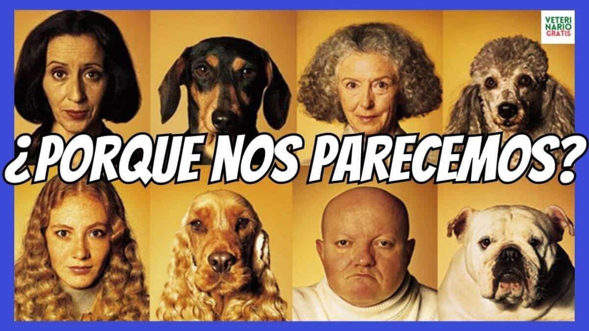 Porque hay perros que se parecen a sus dueños