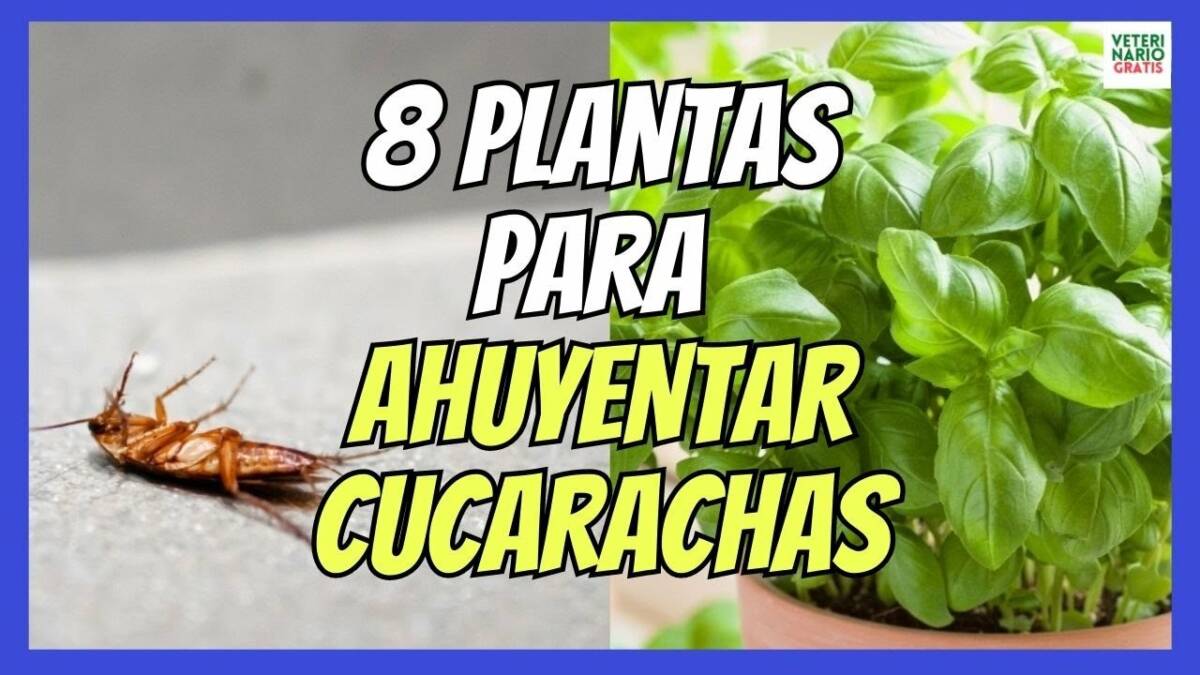 8 PLANTAS PARA AHUYENTAR CUCARACHAS SIN AFECTAR A LAS MASCOTAS