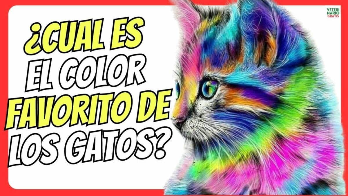 ¿CUAL ES EL COLOR FAVORITO DE LOS GATOS? ¿CÓMO VEN LOS COLORES LOS GATOS?