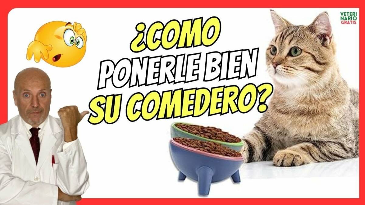 ¿COMO PONER BIEN EL COMEDERO A UN GATO? BENEFICIOS DE LOS COMEDEROS ELEVADOS PARA GATOS