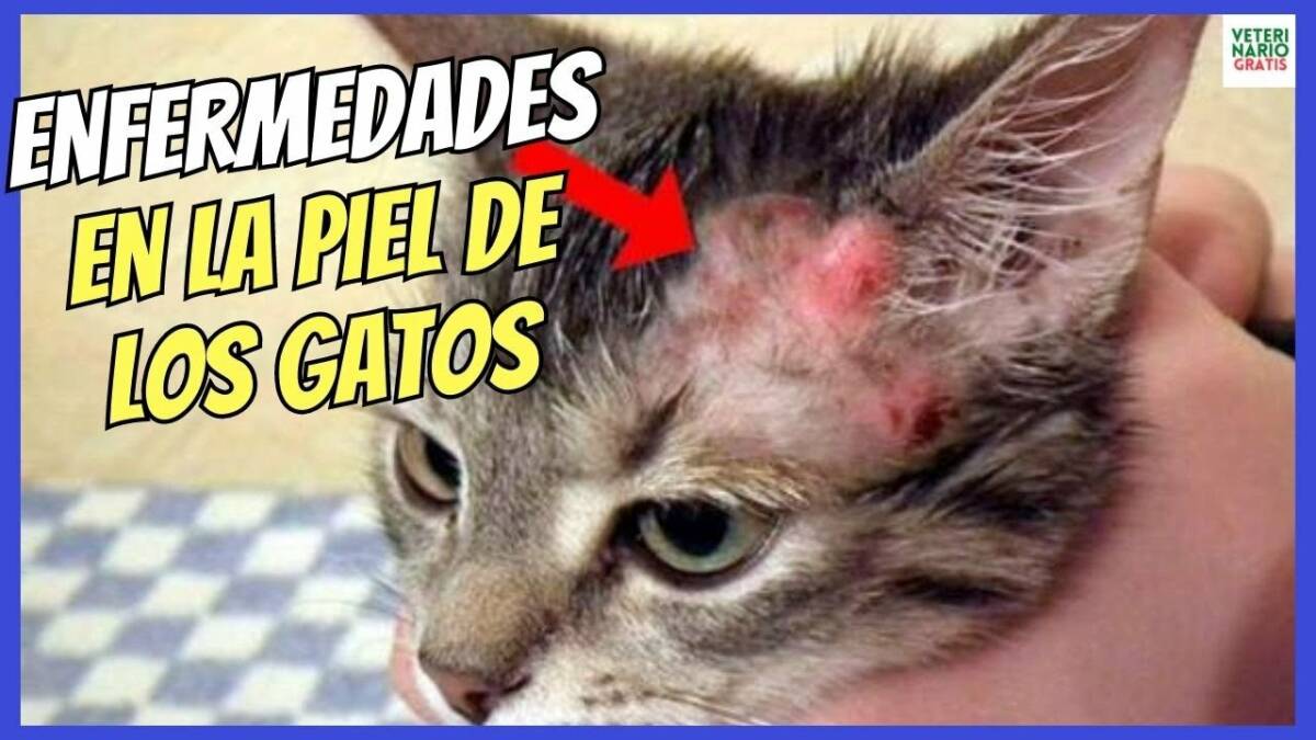 ENFERMEDADES MÁS COMUNES DE LA PIEL EN LOS GATOS