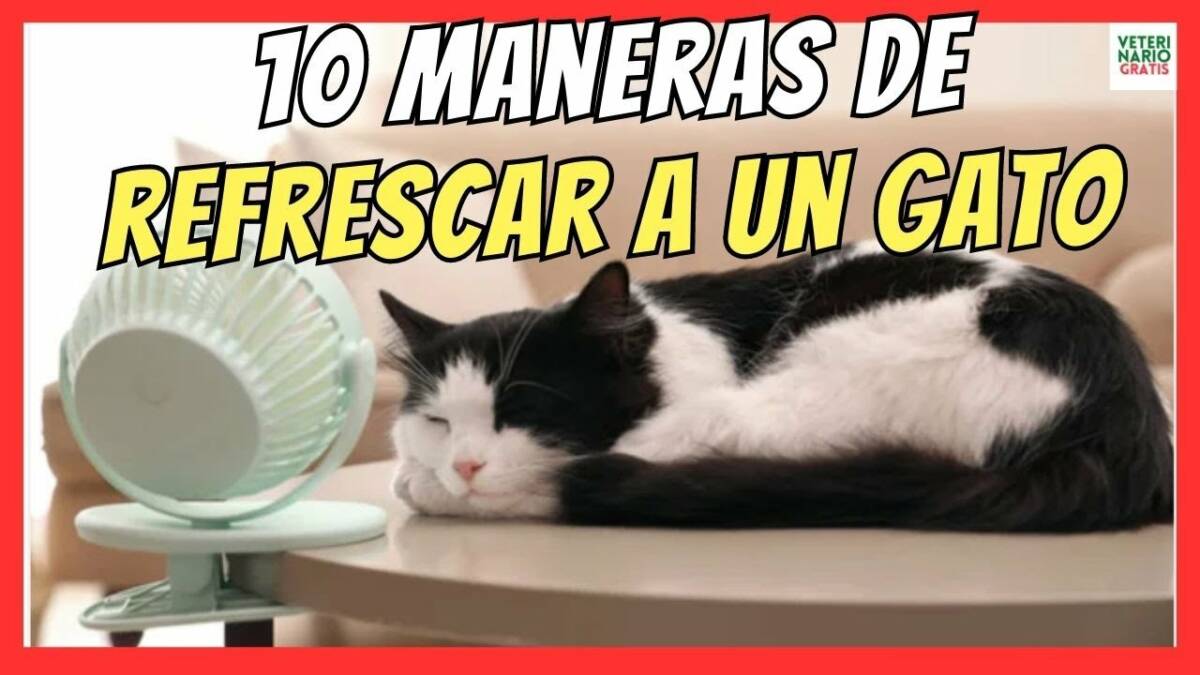 ¿Cómo refrescar a un gato en verano?