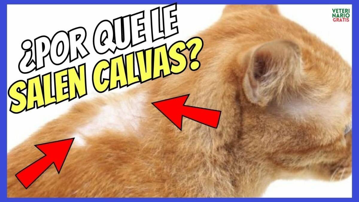 ¿PORQUE LE SALEN CALVAS A LOS GATOS? CAUSAS Y TRATAMIENTO