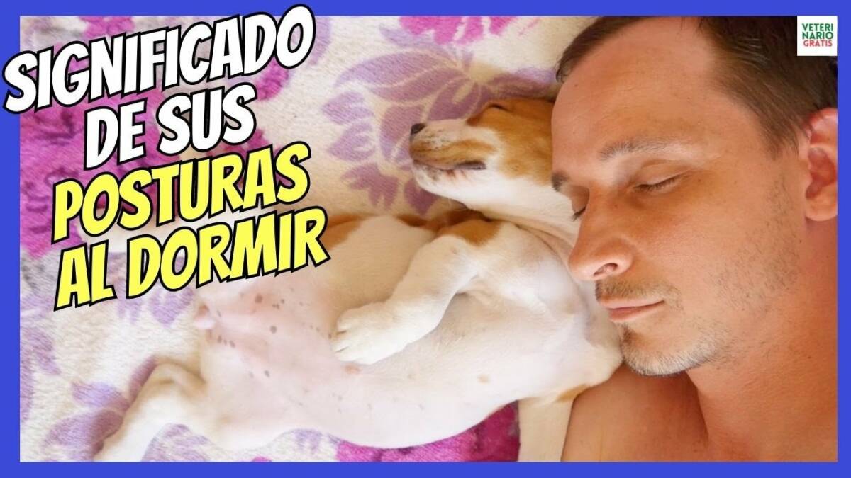 SIGNIFICADO DE LAS POSTURAS DE LOS PERROS AL DORMIR PERSONALIDAD, SALÚD, CARÁCTER