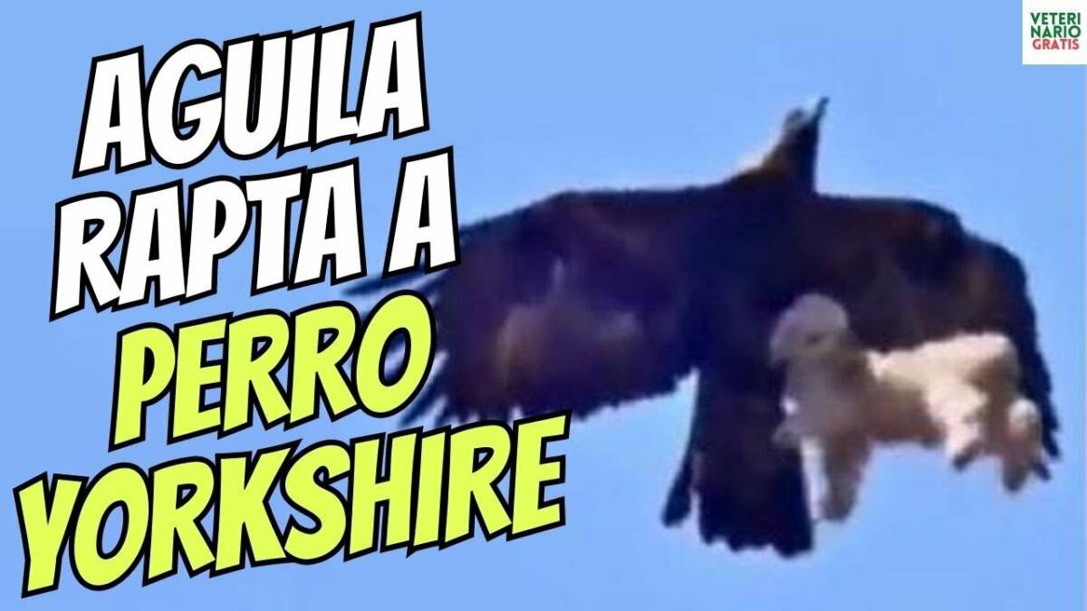 PERRO DE RAZA YORKSHIRE TERRIER ES RAPTADO POR AGUILA