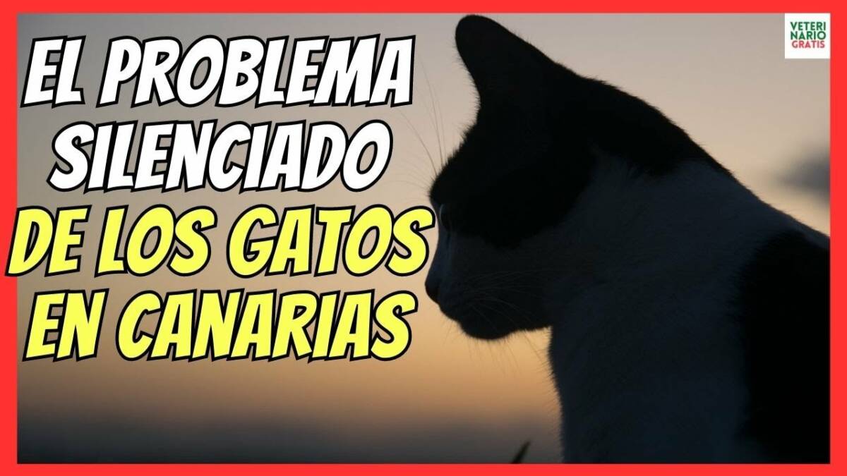 EL GRAN PROBLEMA SILENCIADO DE LOS GATOS EN CANARIAS