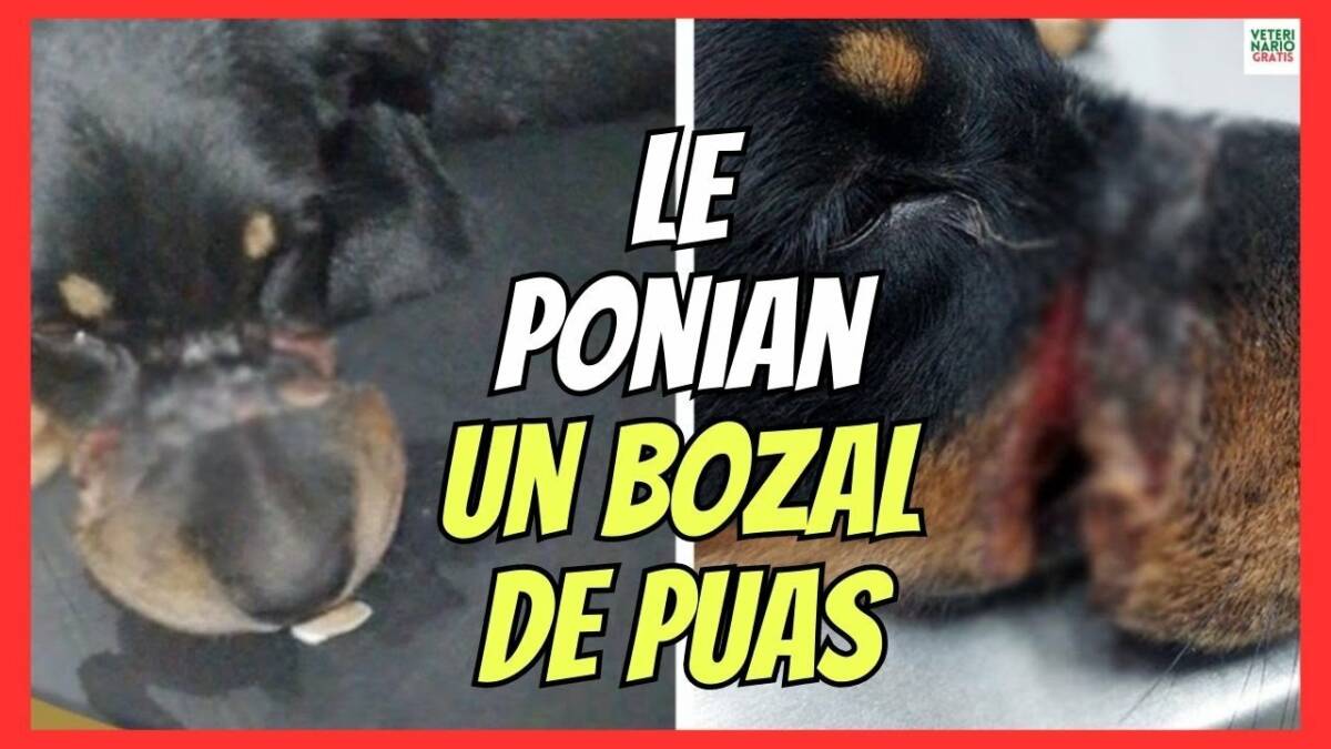 LE PONÍAN A SU PERRO UN BOZAL CON ALAMBRE DE PÚAS UN CASO DE MALTRATO ANIMAL