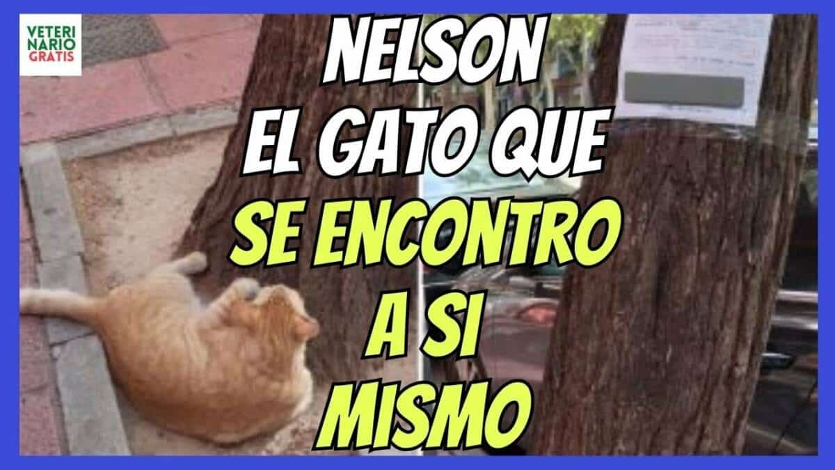 LA HISTORIA DE NELSON, EL GATO PERDIDO QUE SE ENCONTRÓ A SÍ MISMO