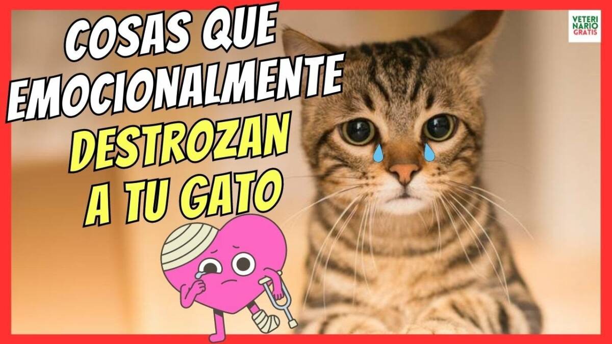 10 COSAS QUE EMOCIONALMENTE HACEN DAÑO A TU GATO