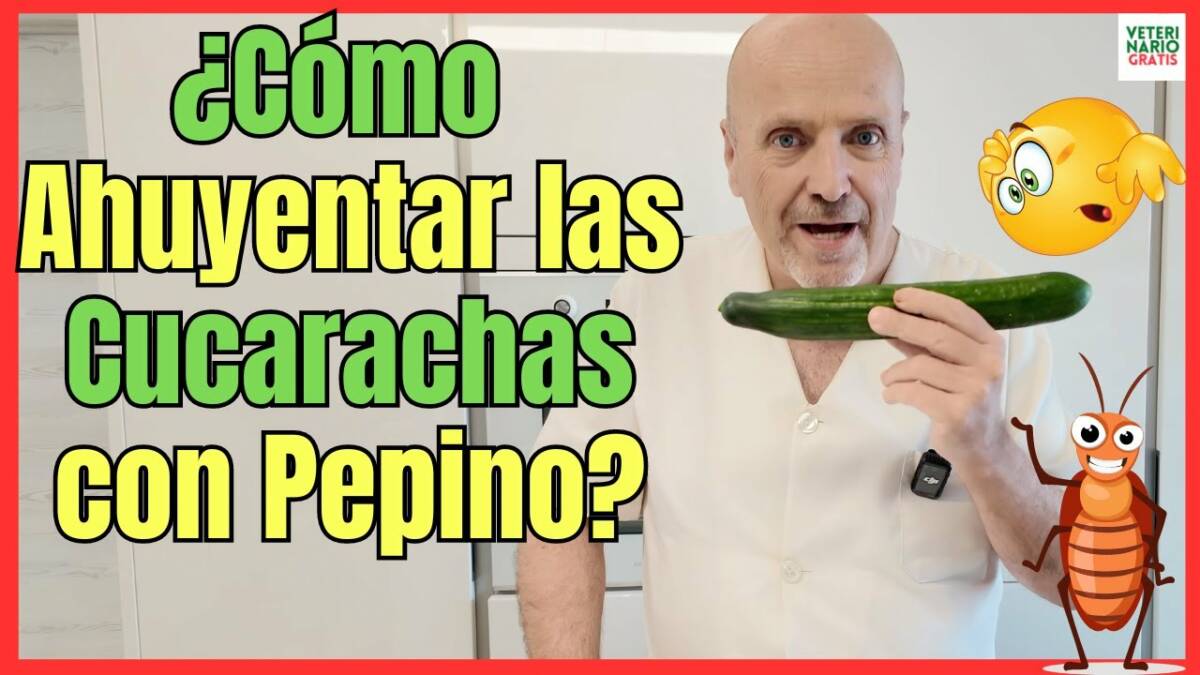 ¿CÓMO AHUYENTAR LAS CUCARACHAS DE LA CASA CON PEPINO?