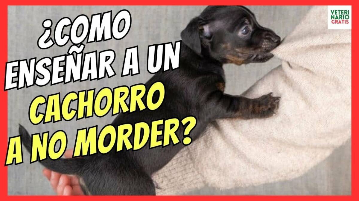 ¿COMO ENSEÑAR A UN CACHORRO A NO MORDER?