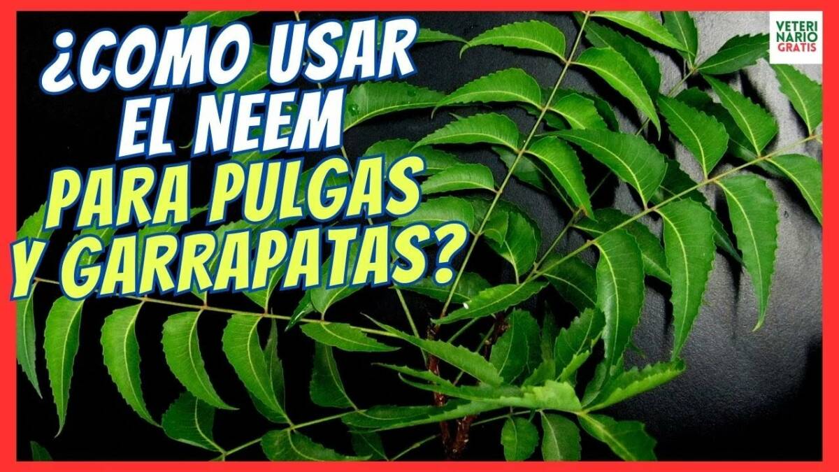 ¿COMO USAR EL NEEM PARA ELIMINAR GARRAPATAS Y PULGAS EN PERROS, HUMANOS Y EN LA CASA?