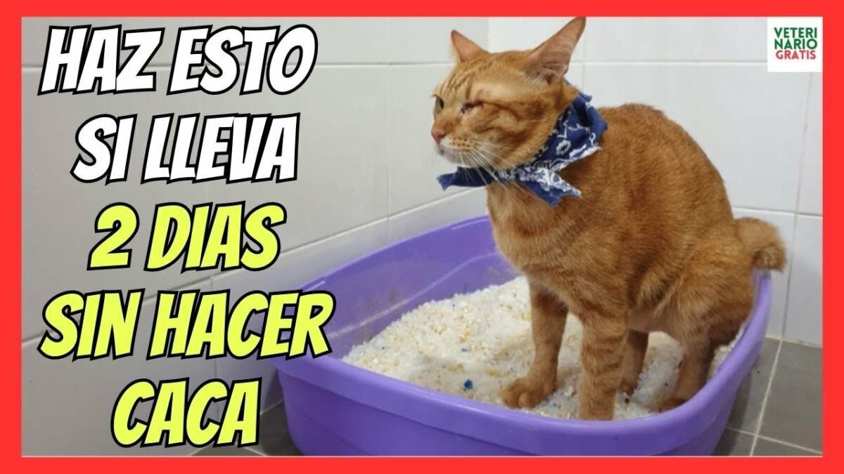 ¿QUE HAGO SI MI GATO NO HACE CACA DESDE HACE 2 DÍAS? TRATAMIENTO DEL ESTREÑIMIENTO EN GATOS