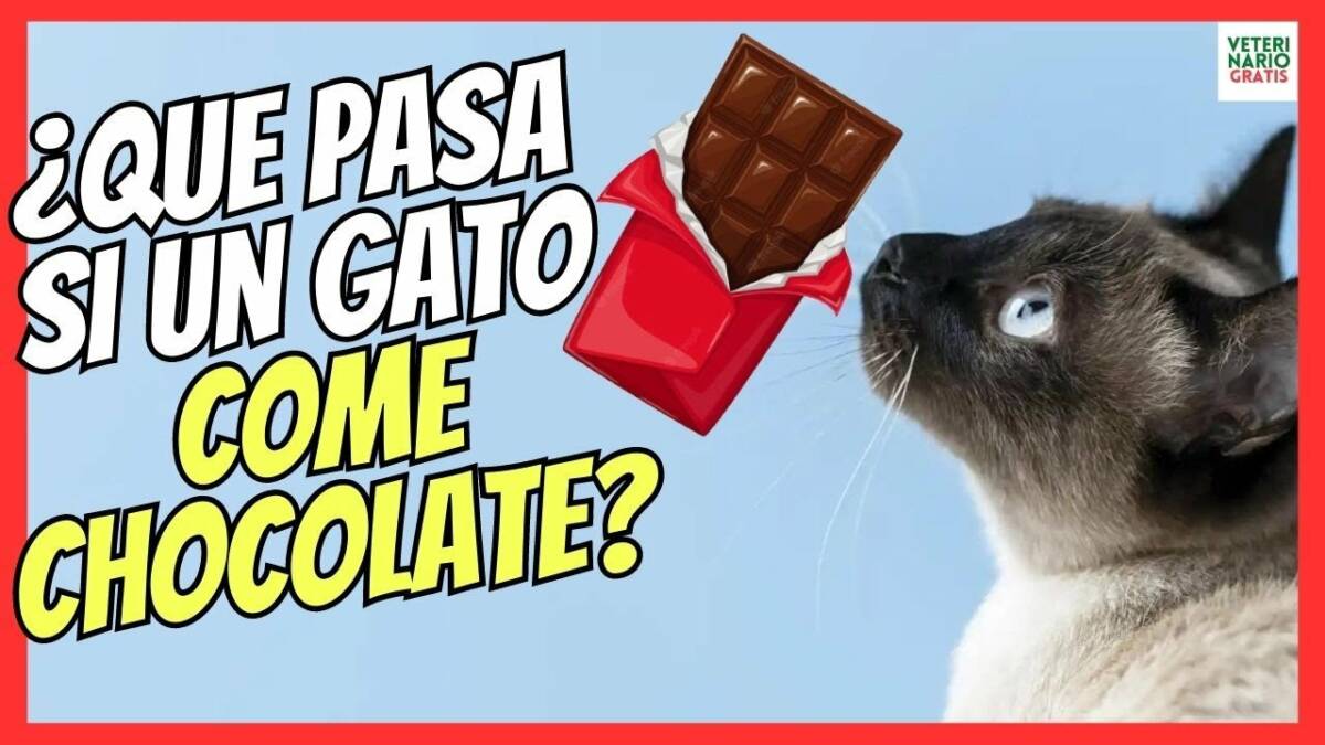 ¿QUE PASA SI UN GATO COME CHOCOLATE?