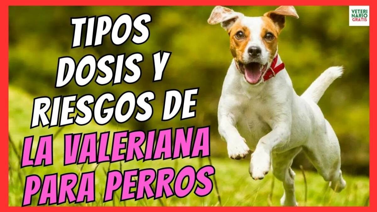 TIPOS, DOSIS Y CONTRAINDICACIONES DE LA VALERIANA PARA PERROS