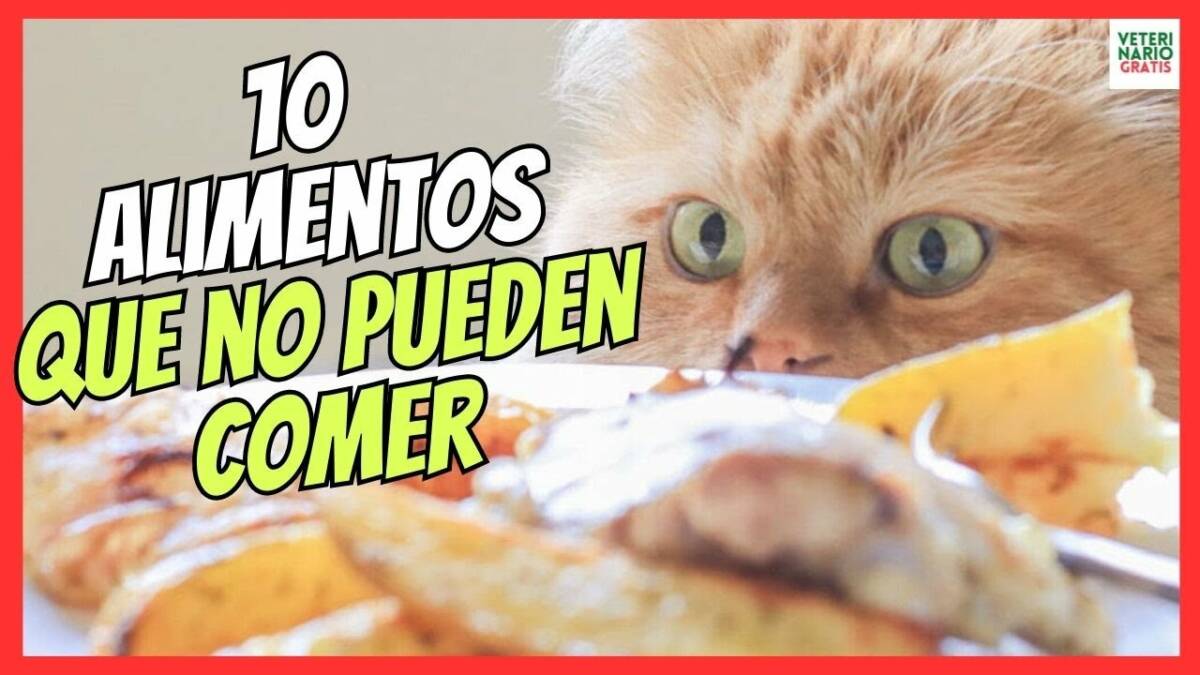 10 ALIMENTOS QUE NO PUEDEN COMER LOS GATOS PROHIBIDOS O PELIGROSOS