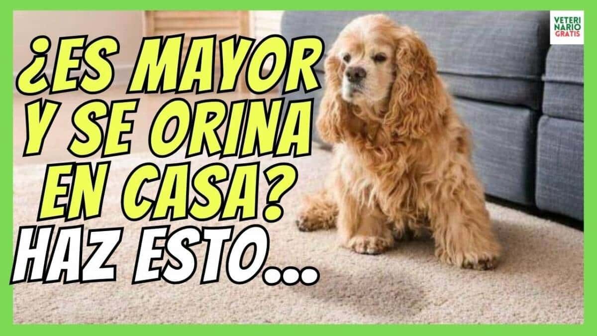 ¿QUÉ HACER SI MI PERRO ES MAYOR Y SE MEA EN CASA?