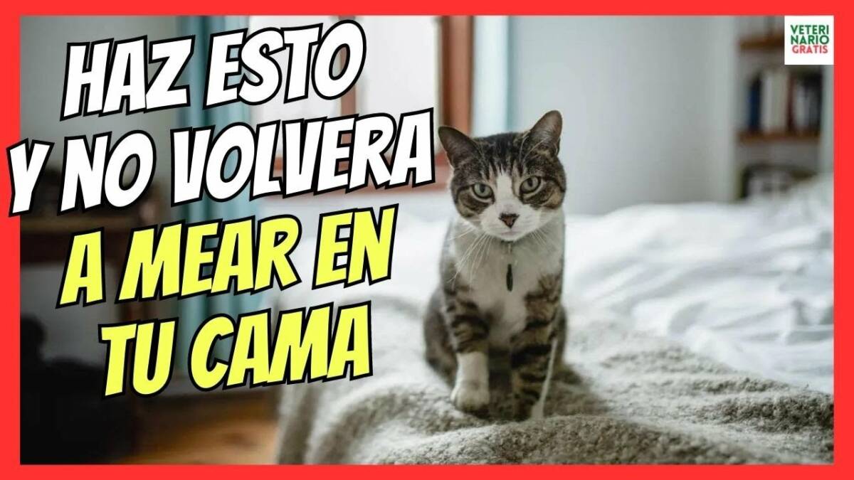 ¿QUÉ HACER SI MI GATO SE MEA EN MI CAMA?