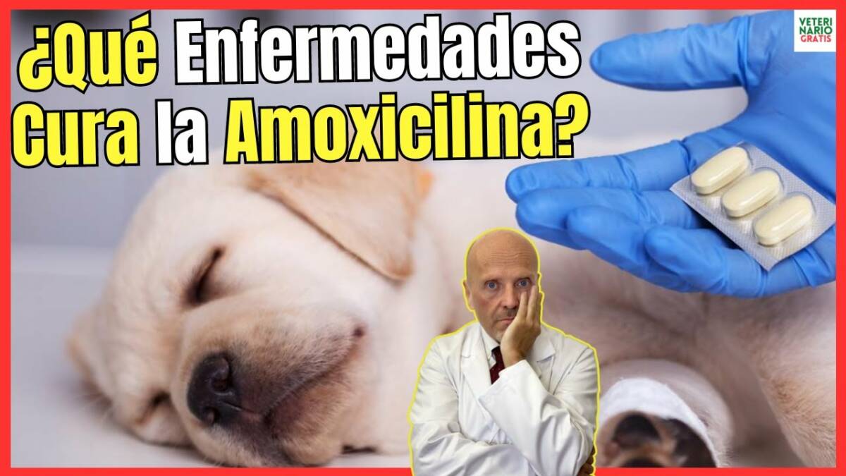 ¿QUE ENFERMEDADES CURA LA AMOXICILINA EN PERROS? ¿CÓMO SE DA? Y ¿PARA QUÉ SIRVE?