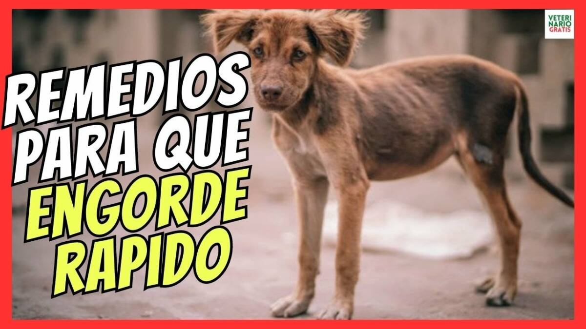 ¿COMO ENGORDAR A UN PERRO RAPIDO? REMEDIOS CASEROS PARA QUE ENGORDE UN PERRO DESNUTRIDO