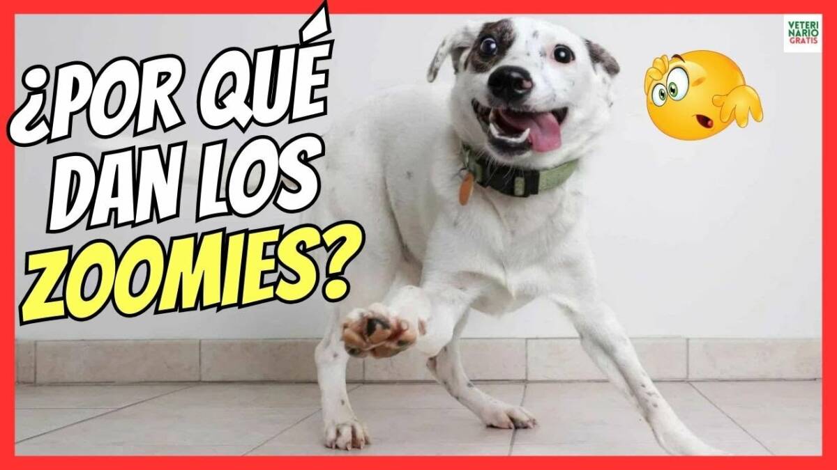 ¿QUE SON Y PORQUE SE PRODUCEN LOS ZOOMIES EN PERROS? DOG ZOOMIES