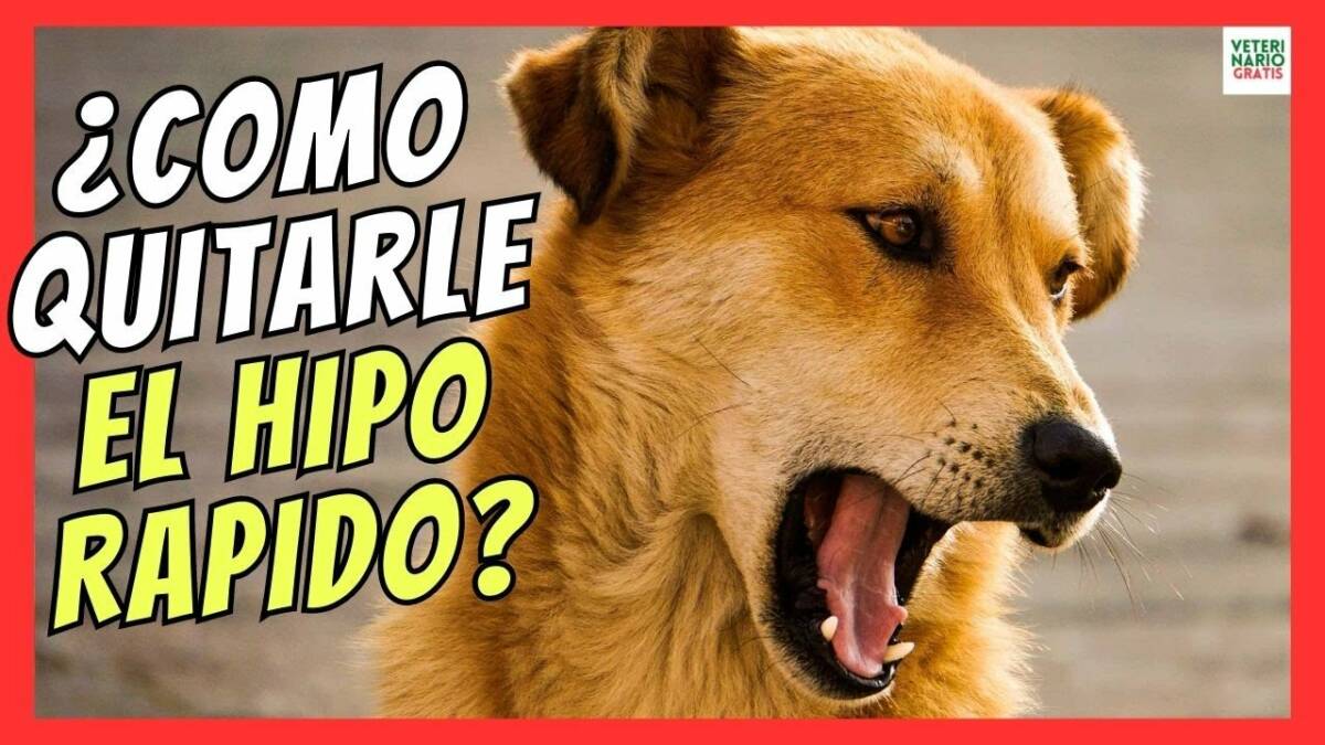 ¿CÓMO QUITARLE EL HIPO A UN PERRO RAPIDO?