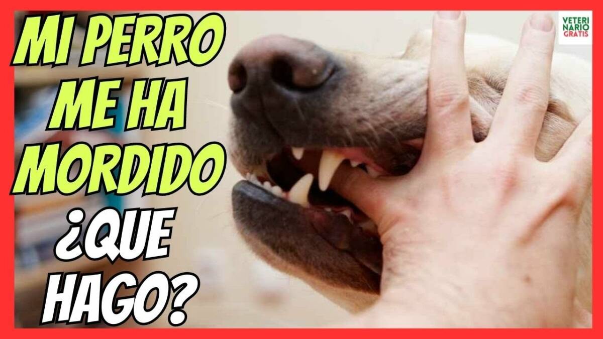 Mi perro me ha mordido que hacer si un perro