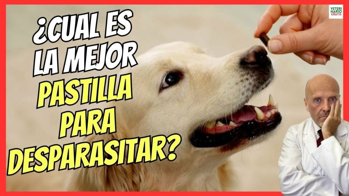 ¿CUAL ES LA MEJOR PASTILLA PARA DESPARASITAR PERROS POR DENTRO?