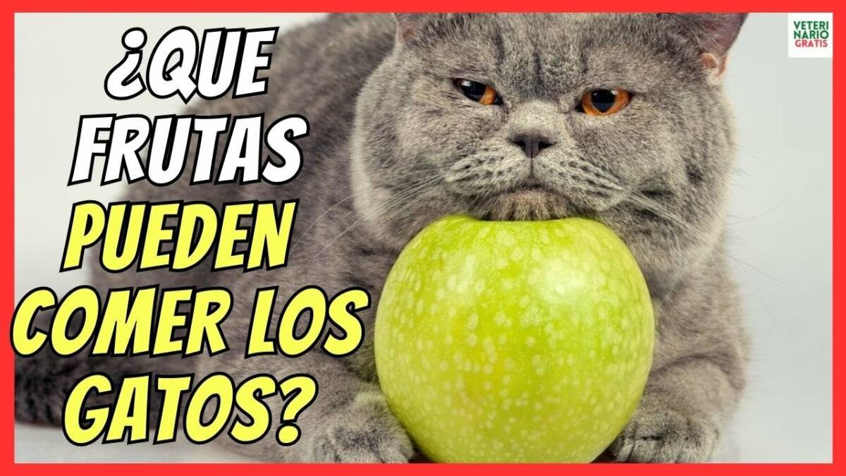 ¿QUÉ FRUTAS PUEDEN COMER LOS GATOS? ¿Y CUÁLES NO?