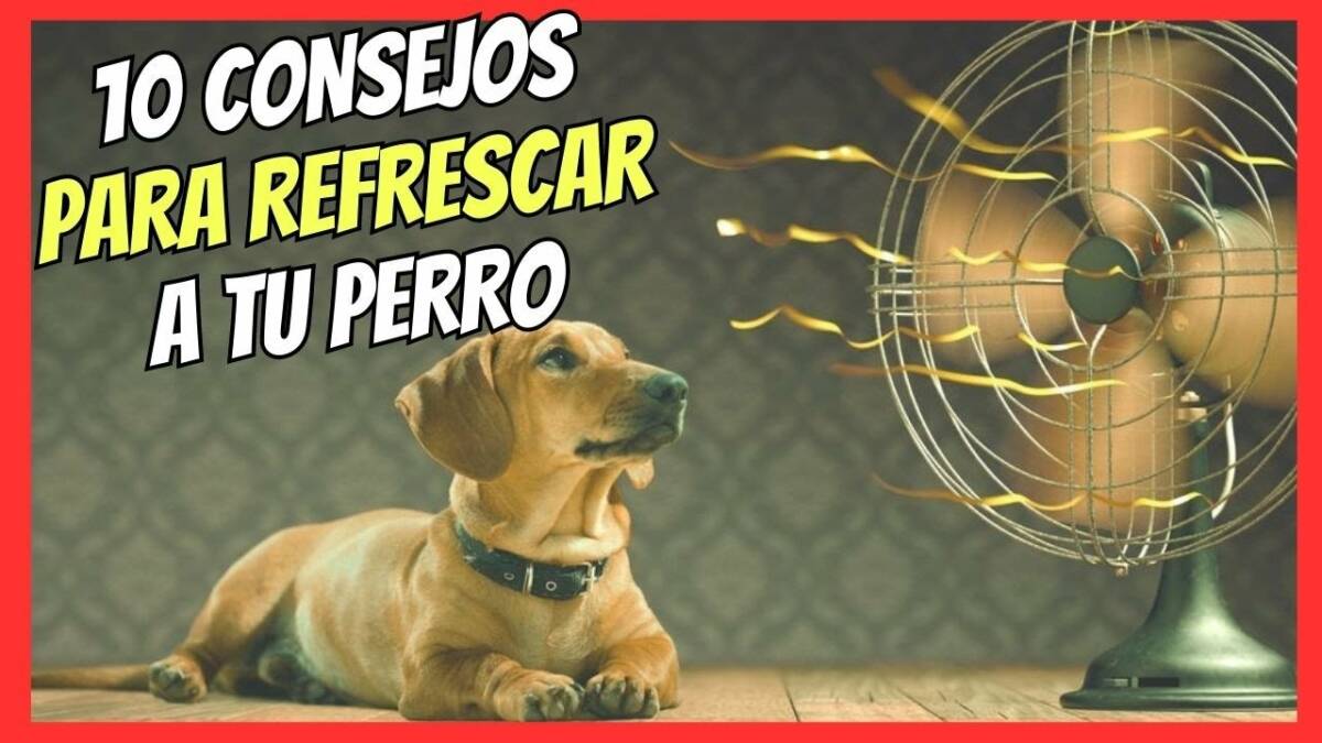 10 CONSEJOS PARA REFRESCAR A UN PERRO EN VERANO ¿CÓMO QUITARLE EL CALOR A UN PERRO?