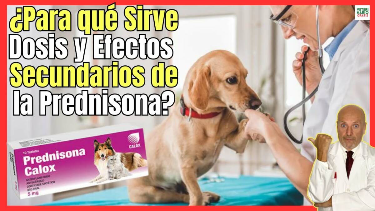 ¿NADIE CONTÓ ESTO? PREDNISONA PARA QUE SIRVE EN PERROS, DOSIS Y EFECTOS SECUNDARIOS