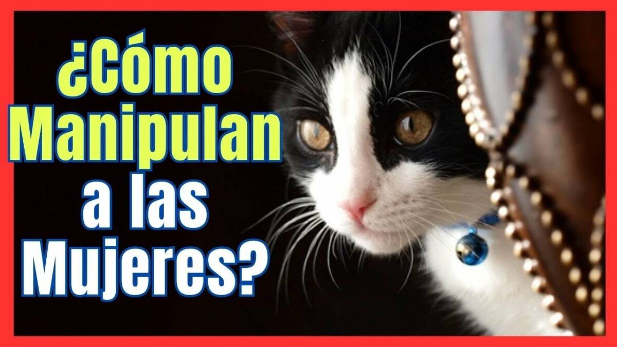 ¿ES CIERTO QUE LOS GATOS MANIPULAN A LAS MUJERES?