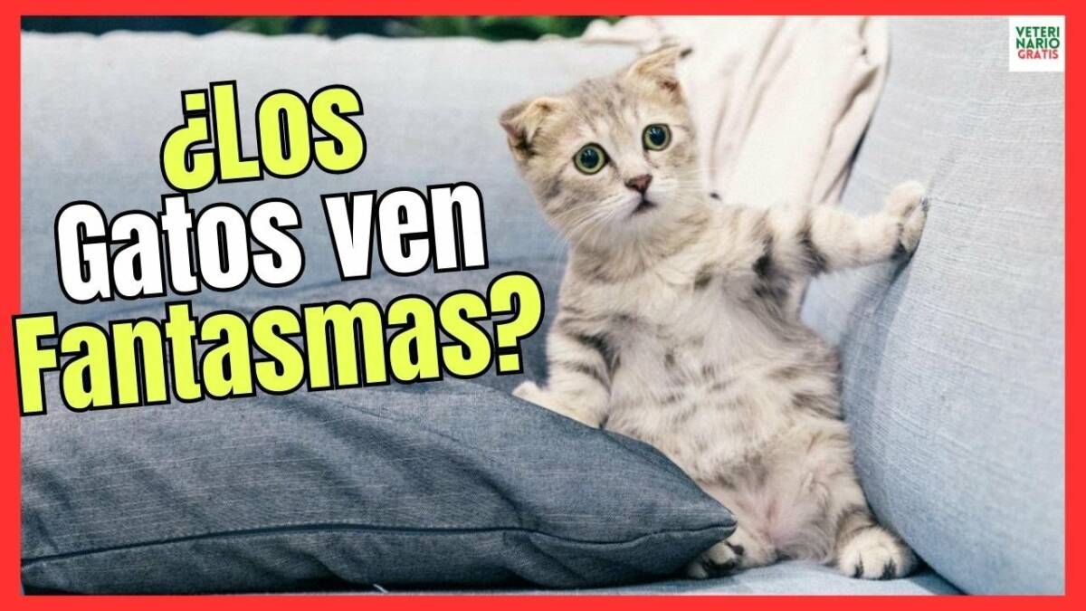 ¿Los gatos ven fantasmas?