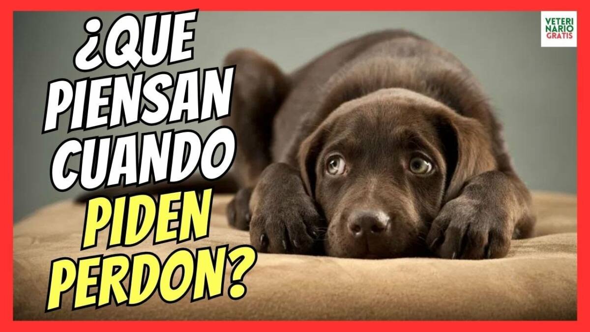 ¿QUE PIENSAN LOS PERROS DE VERDAD CUANDO PIDEN PERDÓN?