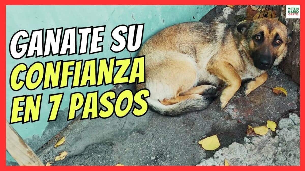 ¿CÓMO GANARSE LA CONFIANZA DE UN PERRO MIEDOSO?