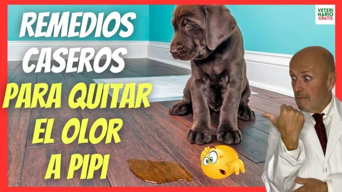 ¿CÓMO QUITAR EL OLOR A PIPI DE PERRO CON REMEDIOS CASEROS?